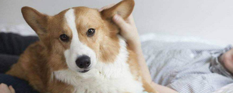 狗狗缺少安全感怎么办