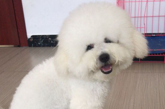 比熊发情怎么办