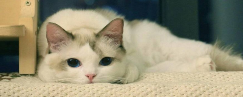 小猫自己在家可以吗