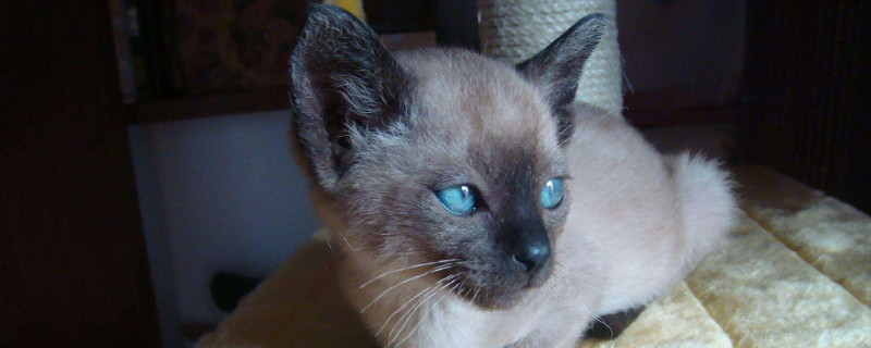 两个月的猫软便怎么办