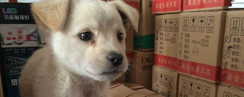 狗狗屁股上沾屎