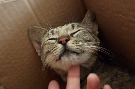 猫喜欢别人摸哪里