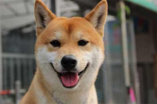 柴犬认主人的表现