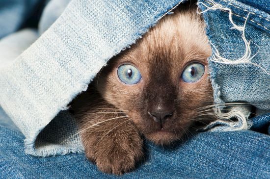 母猫尿频尿少