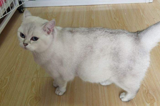 猫肚子一侧有硬块