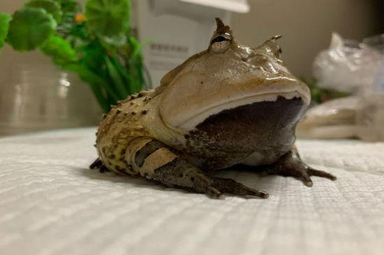 角蛙多久脱一次皮