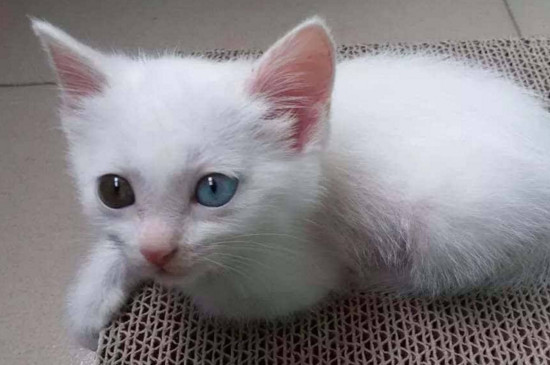出生不久的小猫吃什么