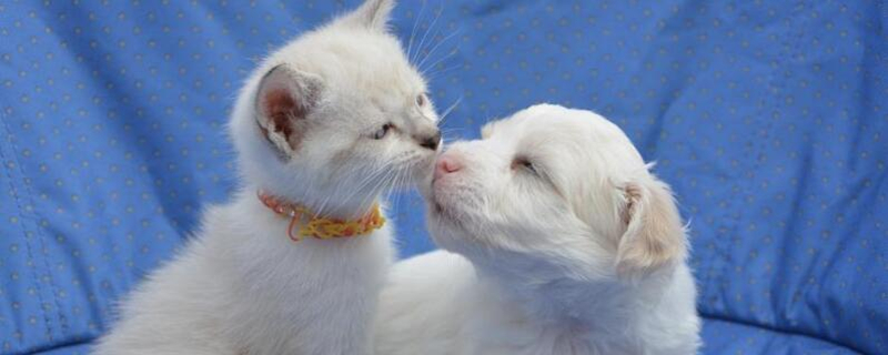 狗狗被野猫抓伤怎么办