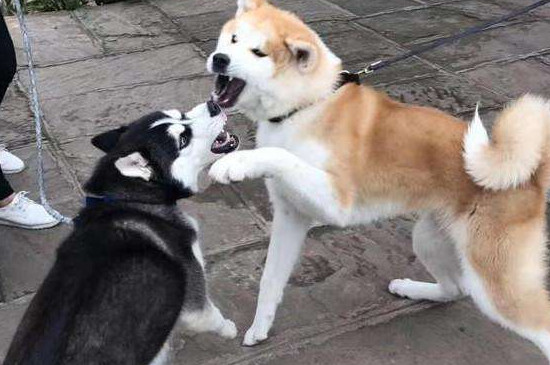 柴犬为什么总是打架