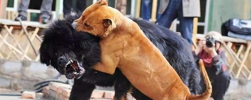 比特犬为什么见狗就咬