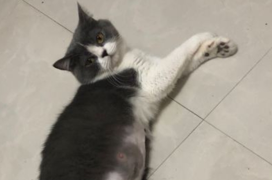 猫咪总是低声哼唧