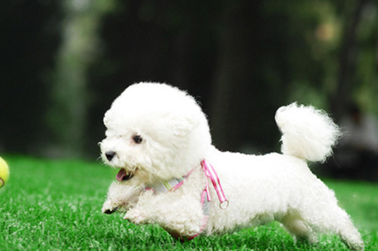 贵宾犬不吃饭可以活多久