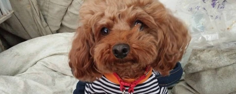 泰迪钻被窝是怕冷吗