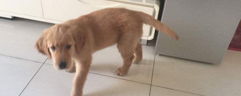狗狗驱虫后多久可以洗澡