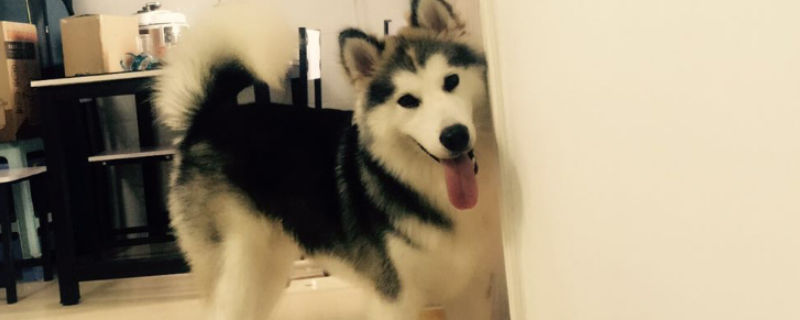狗狗吃营养膏的禁忌