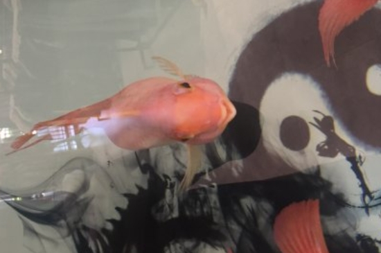 发财鱼水温多少度合适