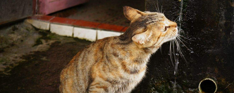 强制喂猫喝水技巧