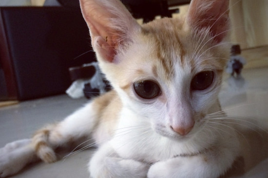 猫指甲从根部断了