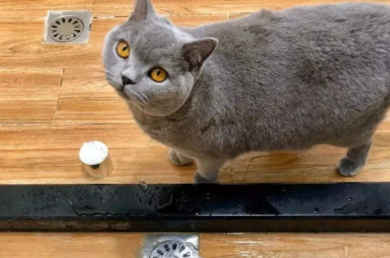 家里没猫粮 给猫吃什么