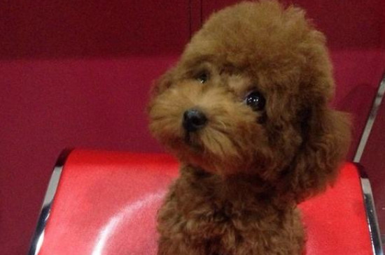 贵宾犬多久洗一次澡