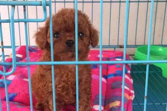 泰迪一直发抖