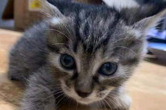 如何处理不想养的猫