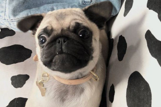 巴哥犬对主人忠诚度