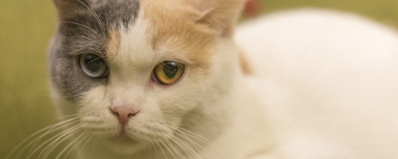 猫咪生了两只就不生了