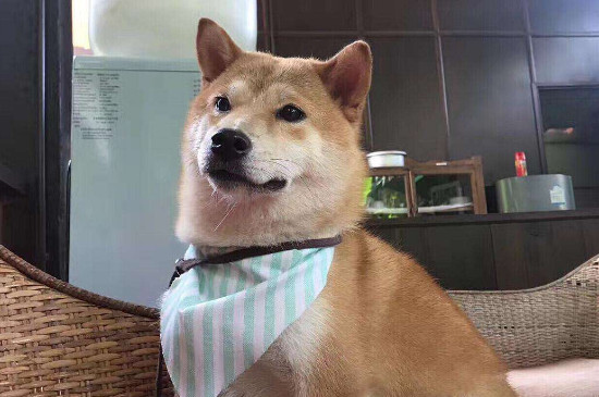狗闻到什么气味会跑