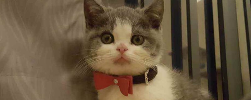 为什么猫喜欢舔别的猫