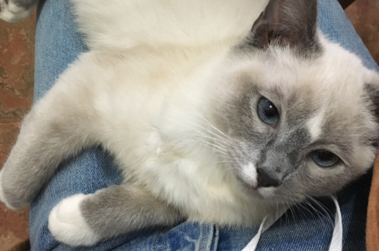 猫罐头一次喂多少