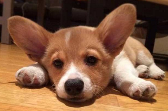 掌握以下六要素养出健康的柯基犬