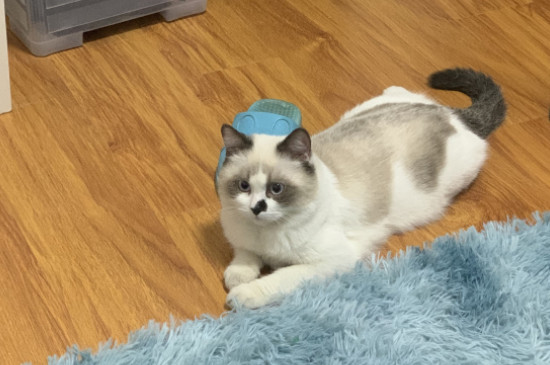 布偶猫喜欢你的表现