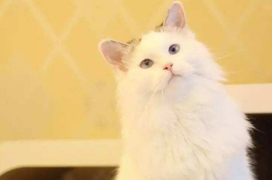 闹猫在什么月份