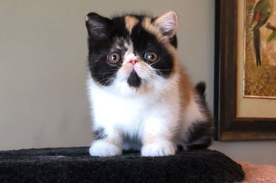 猫呼吸有声音