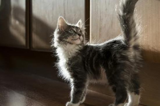 猫咪尾巴抖动什么意思