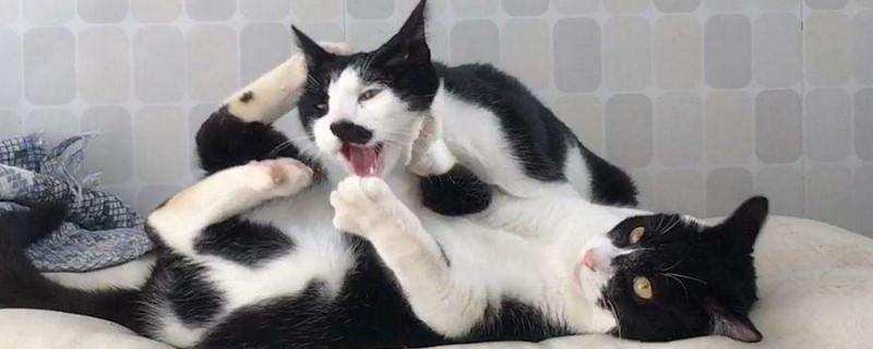 公猫母猫打架怎么办