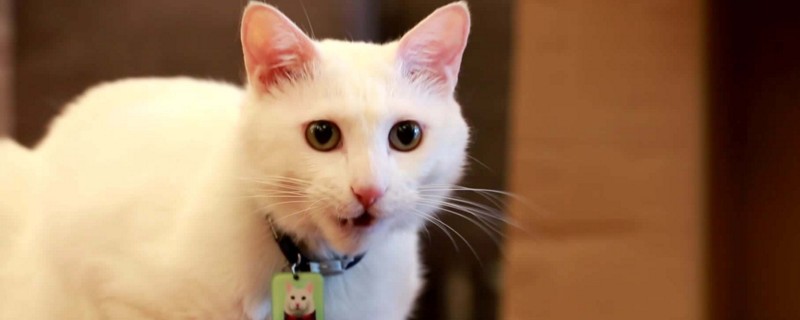 猫呼吸有呼噜声