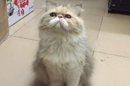 长毛猫几个月开始长毛，长毛猫多大开始爆毛