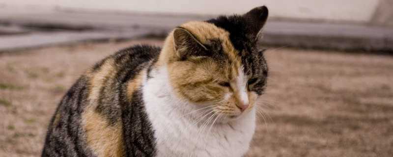 猫咪老是弓背