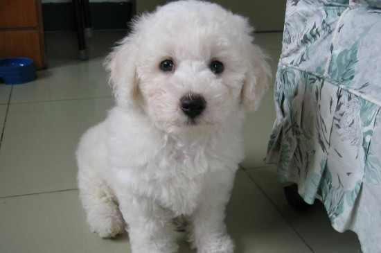 适合女生养的小型犬