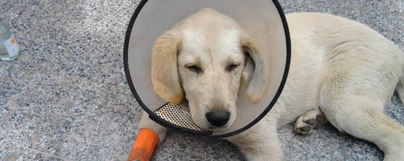 幼犬细小初期症状