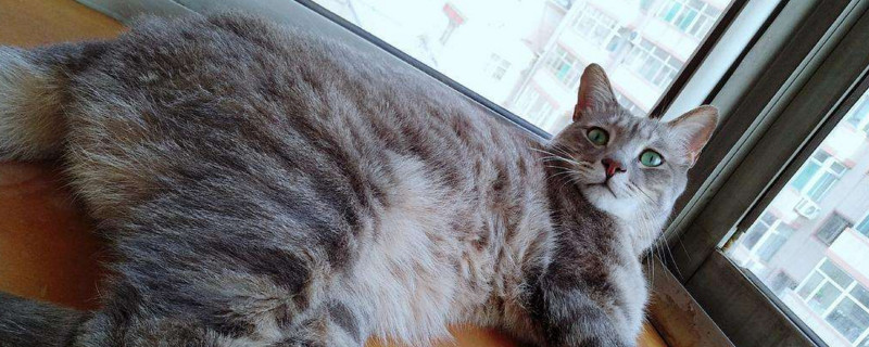 2个月小猫尿床怎么办