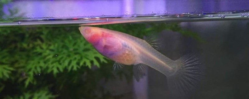 孔雀鱼可以晒太阳吗