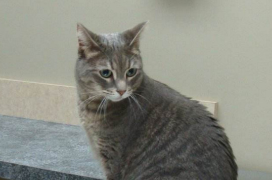 养猫一定会得病吗，养猫的人容易得什么病