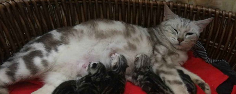 母猫生产前会一直叫吗