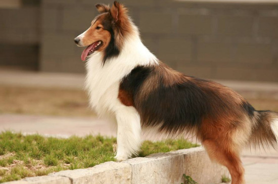 中型犬有哪些