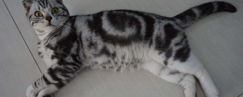 美短猫为什么脱毛厉害