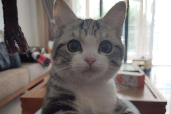 猫能喝小米粥吗
