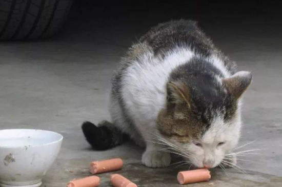 家猫被遗弃的下场，猫被遗弃通常会怎么样